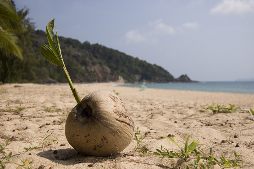 Kokosnootje dat probeert een boom te worden. Strand van Pulau Sibu, Maleisië.