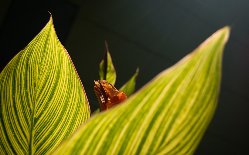 Plant op NUS campus, Singapore.