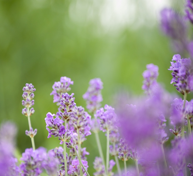 Lavendel in bloei in onze achtertuin.