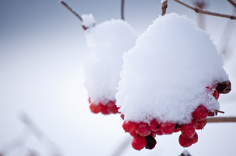 Verse sneeuw en besjes geeft dit effect. Ik weet wel dat een echt sneeuwklokje een heel ander bloempje is, maar dit lijkt toch veel op de klokjes die mensen in hun kerstboom hangen.