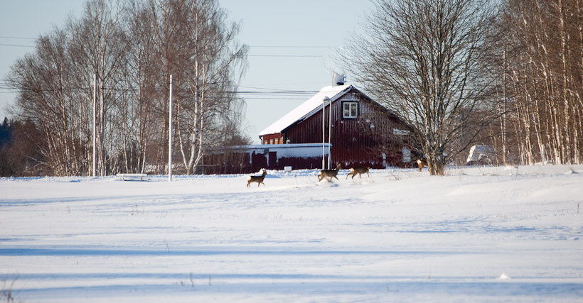Enkele herten kruisten me op de weg terug naar Kista. Die herten lopen blijkbaar vrij rond in het natuurgebied. De foto is niet briljant en een tikje bewogen maar bij een gevoelstemperatuur ver onder nul is dat weleens lastig te voorkomen.