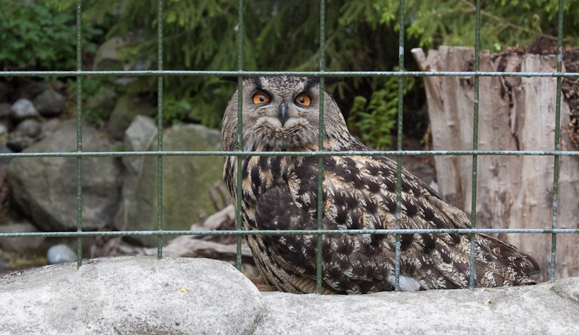 Hallo, meneer uil. Openluchtmuseum Skansen in het centrum toont ook dieren die in het wild voorkomen in Zweden, waaronder deze uil. Deze soort luistert in het Nederlands naar de naam Oehoe.
