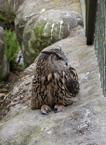 Zo lijkt de Oehoe een stuk schattiger, maar de foto laat niet echt goed zien hoe groot deze uil is. Volgens de website van Skansen varieert de soort tussen de 60 en 70 centimeter en dat klopt wel aardig met dit exemplaar. Helaas was deze uil weinig geïnteresseerd in iets anders dan terugstaren, anders zou de spanwijdte van 1,5 meter wat duidelijker zijn. Voor wie ze eng vindt: ze komen ook in Nederland voor.