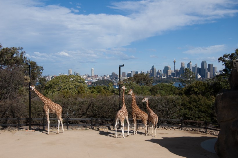 Banner image for post Giraffen