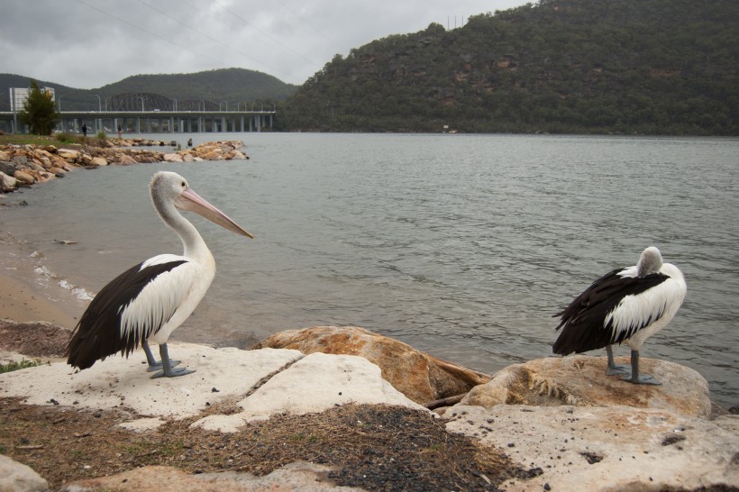 Banner image for post Pelicanen