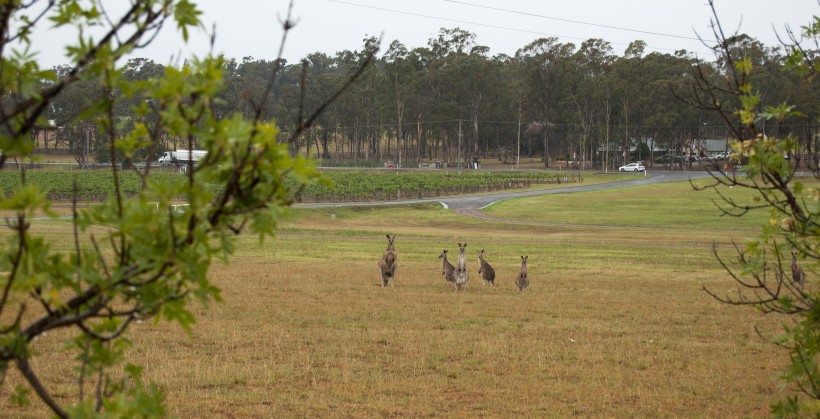 Banner image for post Kangaroos