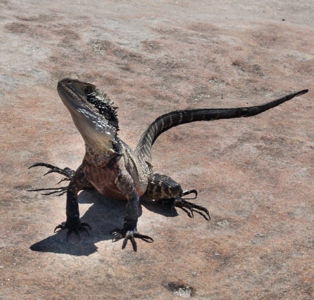 Banner image for post Eastern Water Dragon