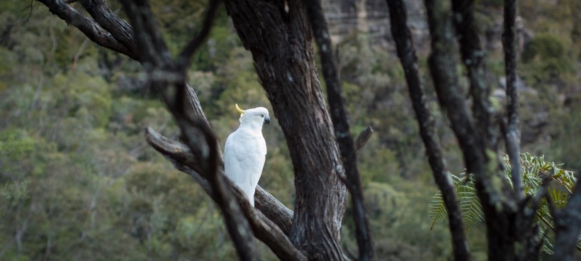 Banner image for post Blue Mountains III